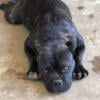 Pocket American Bully Female (Pet Home)