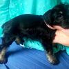 Mini schnauzer female 