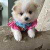 Pomeranian female