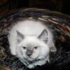 Blue Point Ragdoll Kitten, Gunner