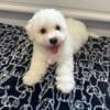 AKC Bichon Frise Puppy Available Male Ready For his Forever Home