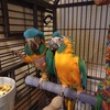 Blue Throated Macaw Bonded Pair