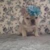 AKC Purple Collar Frenchie Female