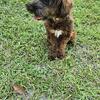 Yorkiepoo – 1-Year-Old Male “Prince” – Playful, House-Trained, Great with Kids