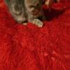 Excotic shorthair kittens PRICE REDUCED