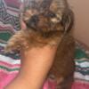 Shorkie Puppies for Sale.