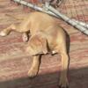 Registered American Bully Fawn Female