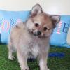 Mink Soft Toy ACA Pomeranian Puppy