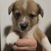 Auggie Puppies (Pembroke corgi x australian shepherds)