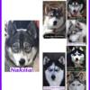 Nakita…Beautiful Female Husky