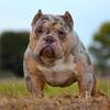 Tri Merle Open for Stud Service