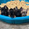 French bulldog puppies for sale