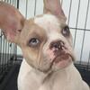 Frenchies French bulldogs 15 weeks, One boy, Three Girls
