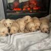 Golden Retriever Puppies