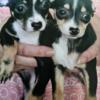 Chi/Wee   Chihuahua / Weiner Dog Perfect Size for Animal Support Companions