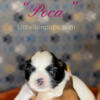 Shih Tzu Puppies Ready Now