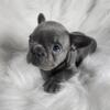 French Bulldog puppies for sale