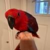 Female Eclectus 