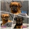 Malchi Puppies Available