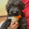 Goldendoodle Puppies available