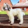 AKC Male Standard Brown Merle Parti Poodle Puppy