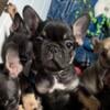 Eddy- adorable AKC French Bulldog puppy