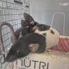 Dumbo rats