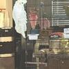 Cockatoo sulfur crested