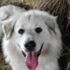 AKC Great Pyrenees Puppies