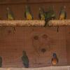 Scarlet chested parakeet n Bourkes