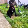 Cane Corso pup