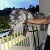 Gorgeous babies due soon Maine coon text 740-979-9668
