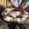 Red and white Pembroke welsh corgi puppies