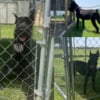 Beautiful Female Cropped Giant Schnauzer