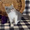 Cfa Exotic Shorthair dilute calico kitten and retiring mom (tortie point)