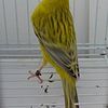 GORGEOUS CANARIES  FOR SALE!!! All Canaries is gone, thank you.