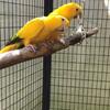 Golden Conure pair