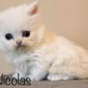 Standard Minuet Kitten TICA registered *Nicolas*