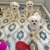 AKC Bichon Frise Puppy's Available Males/Female Ready For Her Forever Home