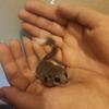 Micro squirrels,- African pygmy dormice 