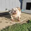 Adult female bully UKC 