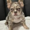 Lilac fluffy frenchie pup for sale