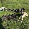 Cane Corso Puppies 