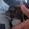A Perfect Valentines a Tea-Cup Chihuahua Female Ready! NO MONEY UPFRONT!! FREE DELIVERY!!!