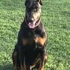 AKC Doberman available for Stud