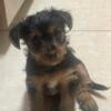 BOY YORKIE PUPPIES FULL BREED