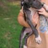 Black Great Dane Puppy sold