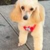 AKC Young Adult Female Toy Poodle