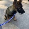 AKC German Shepherd Puppies - Ready now!