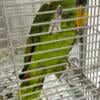 Rehoming my Amazon parrots  boy and girl names are polly and Julie